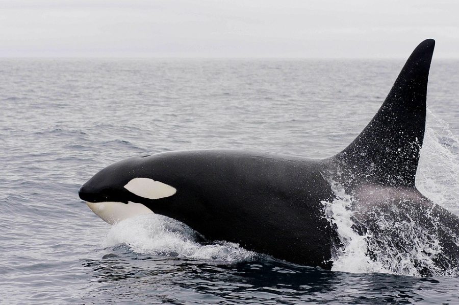 XRP whales move native coin worth more than $4 million as the crypto market continues its sideways movement
